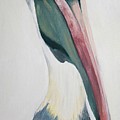 Face to Face with Pelican