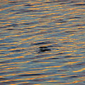 Indian River Ripples