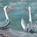 Pelicans at Fort Pierce