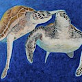Turtle Honeymoon